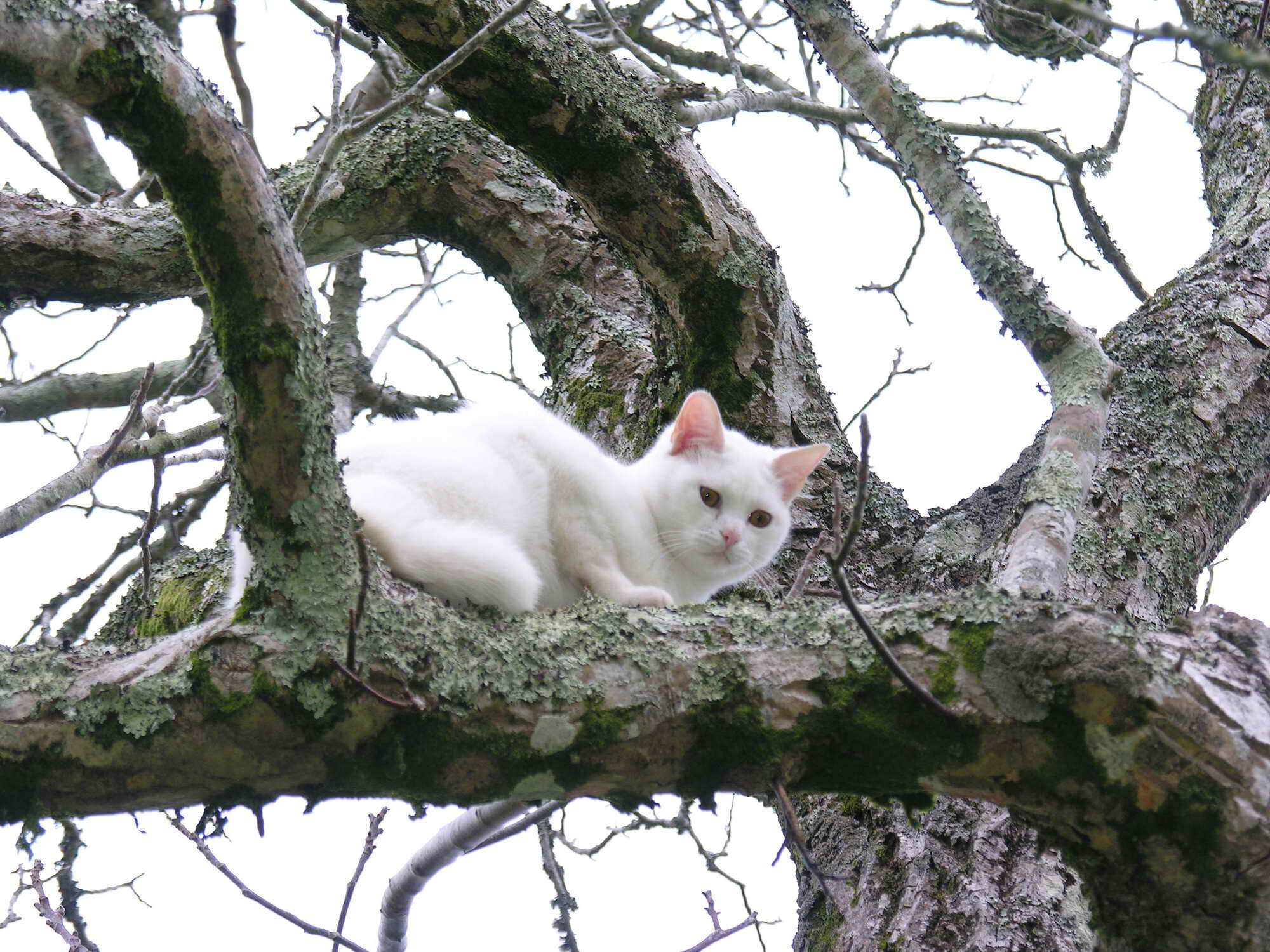 Katt i träd