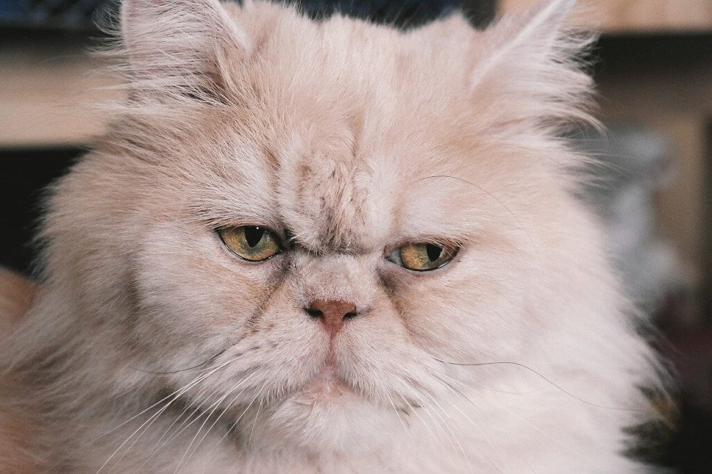 persisk katt med rinnande ögon