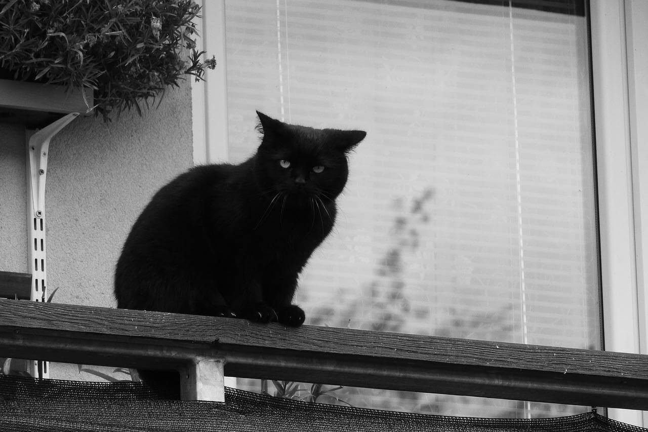 Svart katt på balkong