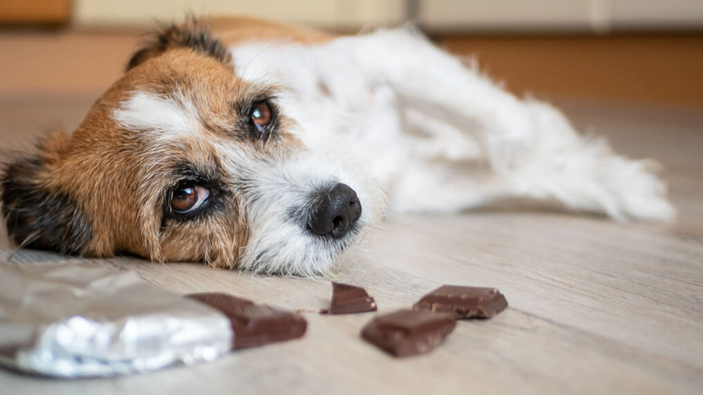 Vad händer när en hund äter choklad