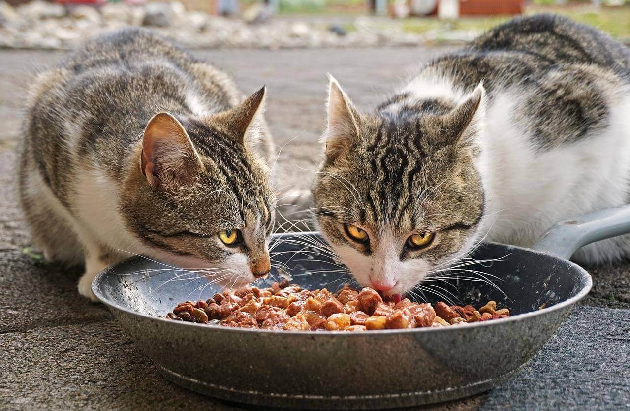 Katter äta mat